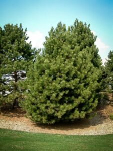 Сосна Чёрная (Pinus Nigra) купить по цене от 270.00р. в интернет-магазине «Посадика» с доставкой почтой в в Костеревое и по всей России – [изображение №1].