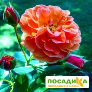 Роза Арабия купить по цене от 350.00р. в интернет-магазине «Посадика» с доставкой почтой в в Костеревое и по всей России – [изображение №1].