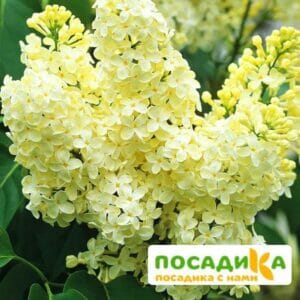 Сирень Примроуз (Primrose) купить по цене от 529.00р. в интернет-магазине «Посадика» с доставкой почтой в в Костеревое и по всей России – [изображение №1].