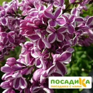 Сирень Сенсация купить по цене от 529.00р. в интернет-магазине «Посадика» с доставкой почтой в в Костеревое и по всей России – [изображение №1].