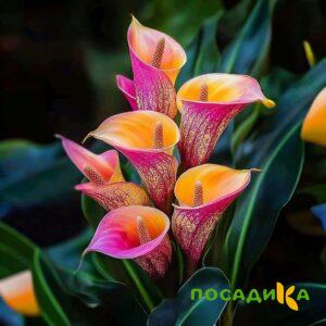 Калла Оникс купить по цене от 450р. в интернет-магазине «Посадика» с доставкой почтой в в Костеревое и по всей России – [изображение №1].