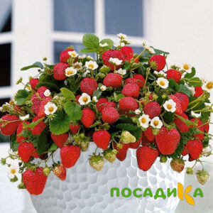 Клубника Рубиновый Шепот (горшечная) купить по цене от 240р. в интернет-магазине «Посадика» с доставкой почтой в в Костеревое и по всей России – [изображение №1].