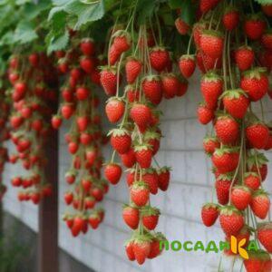 Клубника вьющаяся Комплимент купить по цене от 470р. в интернет-магазине «Посадика» с доставкой почтой в в Костеревое и по всей России – [изображение №1].