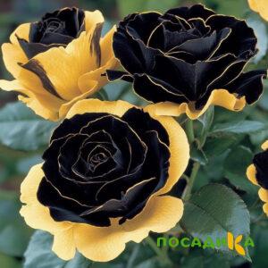 Роза Ханни Сикл купить по цене от 700р. в интернет-магазине «Посадика» с доставкой почтой в в Костеревое и по всей России – [изображение №1].