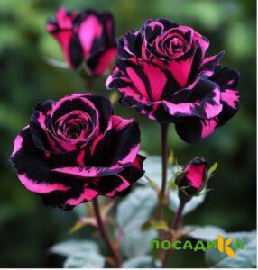 Роза Багровый Шепот купить по цене от 366р. в интернет-магазине «Посадика» с доставкой почтой в в Костеревое и по всей России – [изображение №1].