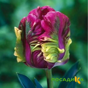 Тюльпан Экзотик Хэвен купить по цене от 186р. в интернет-магазине «Посадика» с доставкой почтой в в Костеревое и по всей России – [изображение №1].