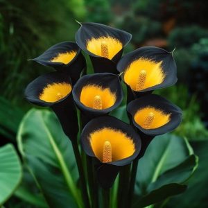 Калла Легато купить по цене от 620р. в интернет-магазине «Посадика» с доставкой почтой в в Костеревое и по всей России – [изображение №1].