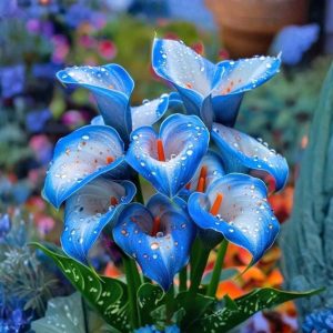 Калла Портрейт купить по цене от 292р. в интернет-магазине «Посадика» с доставкой почтой в в Костеревое и по всей России – [изображение №1].