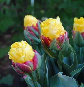 Тюльпан Айс Крим Банана купить по цене от 360р. в интернет-магазине «Посадика» с доставкой почтой в в Костеревое и по всей России – [изображение №1].