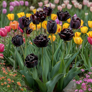 Тюльпан махровый Рейдинс Дарк купить по цене от 230р. в интернет-магазине «Посадика» с доставкой почтой в в Костеревое и по всей России – [изображение №1].