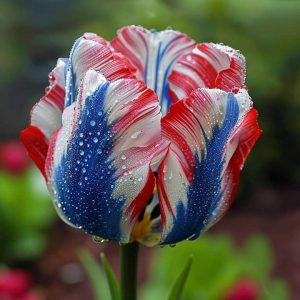 Тюльпан Ремс Сенсейшн купить по цене от 219р. в интернет-магазине «Посадика» с доставкой почтой в в Костеревое и по всей России – [изображение №1].