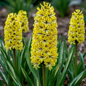 Гиацинт Сансет Голд купить по цене от 2099р. в интернет-магазине «Посадика» с доставкой почтой в в Костеревое и по всей России – [изображение №1].