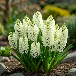 Гиацинт Дрим Трейл купить по цене от 2099р. в интернет-магазине «Посадика» с доставкой почтой в в Костеревое и по всей России – [изображение №1].