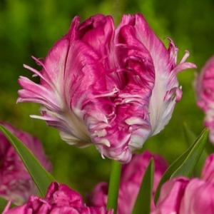 Тюльпан махровый Кул Кристал купить по цене от 400р. в интернет-магазине «Посадика» с доставкой почтой в в Костеревое и по всей России – [изображение №1].