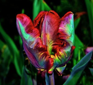 Тюльпан Эирпрайз купить по цене от 270р. в интернет-магазине «Посадика» с доставкой почтой в в Костеревое и по всей России – [изображение №1].