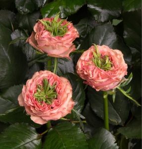 Роза Амбер Инчант купить по цене от 495р. в интернет-магазине «Посадика» с доставкой почтой в в Костеревое и по всей России – [изображение №1].