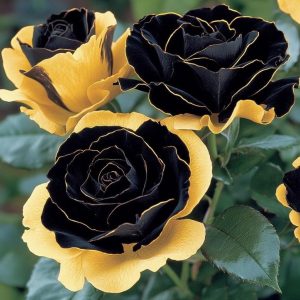 Роза Ханни Сикл купить по цене от 700р. в интернет-магазине «Посадика» с доставкой почтой в в Костеревое и по всей России – [изображение №1].